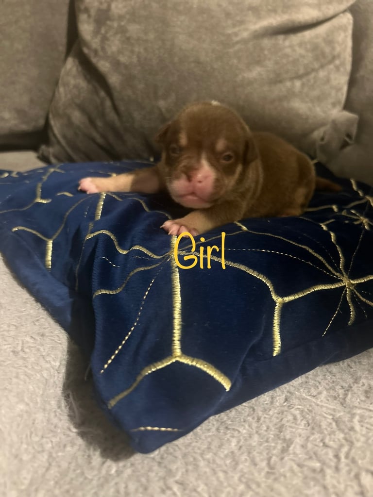 Olde English bulldog puppies 