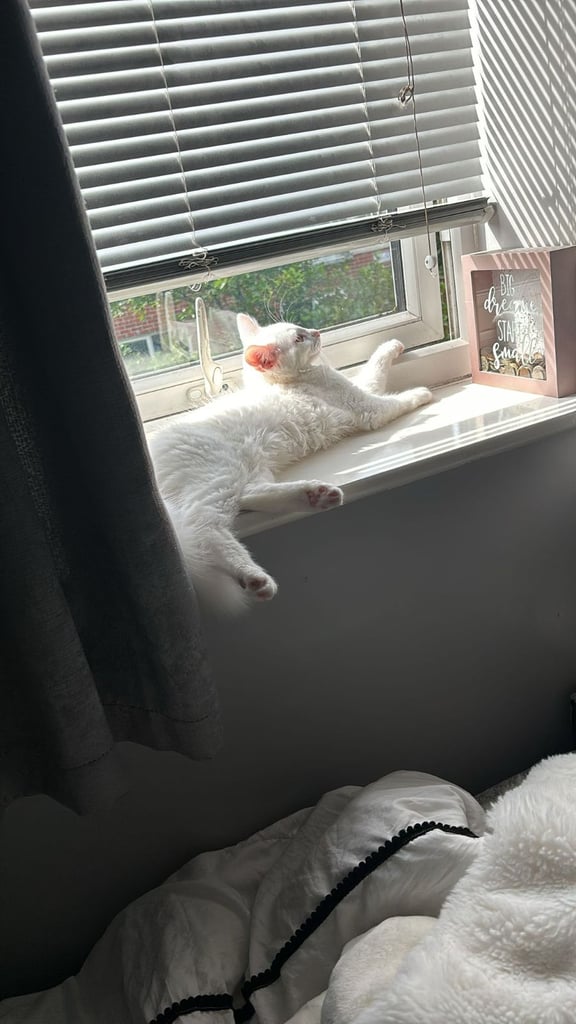 Beautiful Siberian white long hair male cat