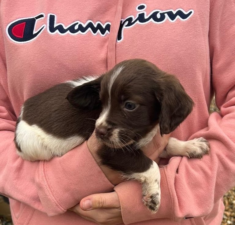 Springer spaniel puppies 