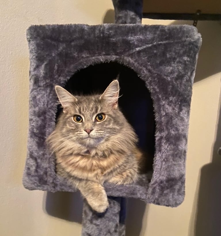 Beautiful male grey kitten 