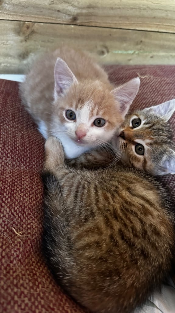 3 beautiful kittens, ready to leave now. 