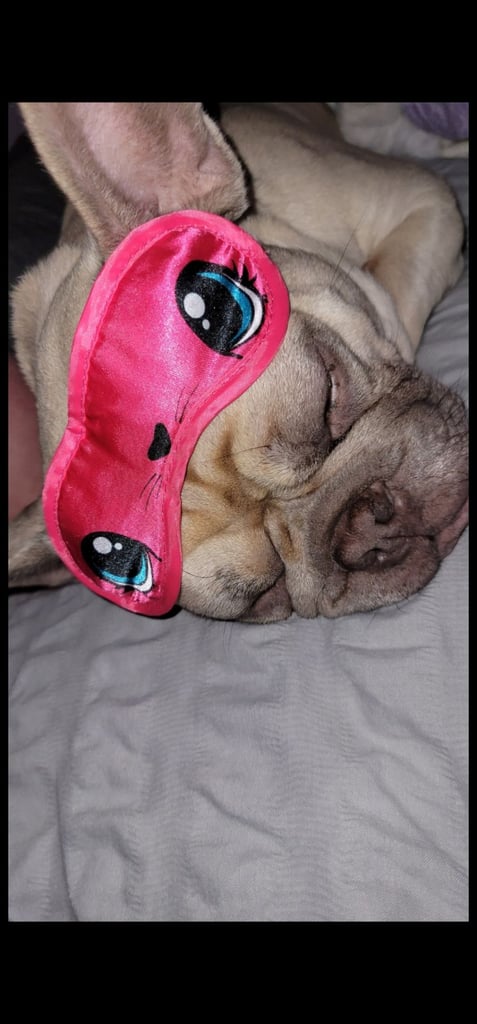 image for 5 year old french bulldog