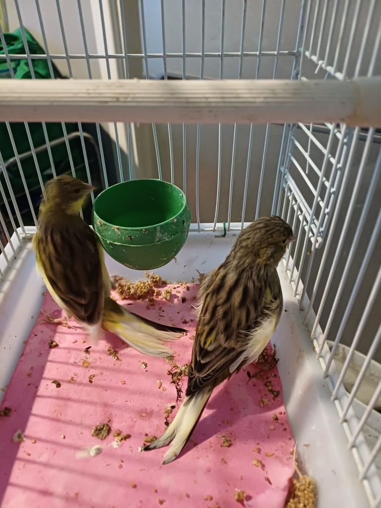 Budgies,canarys