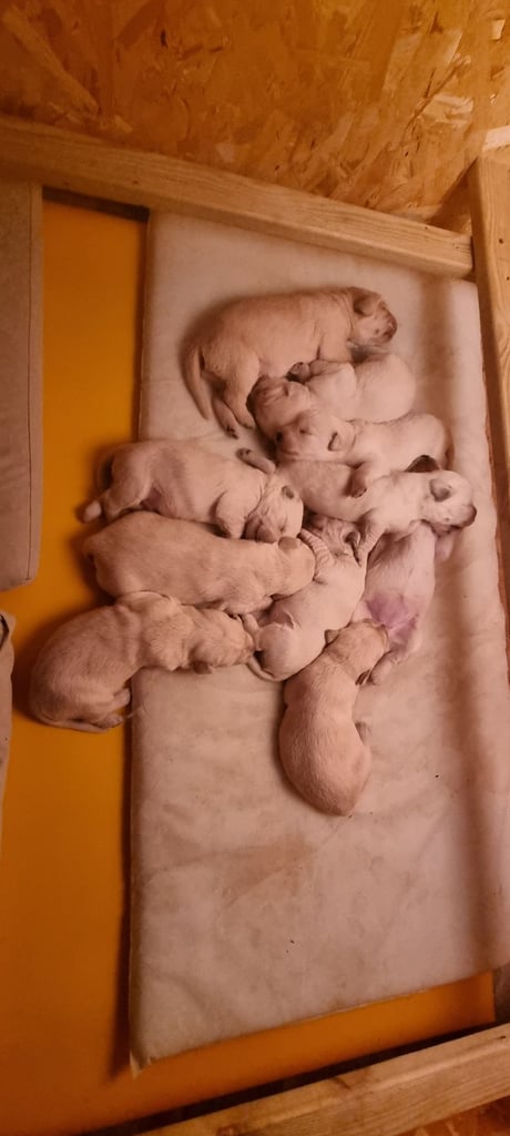 Double Doodle puppies looking for new homes 