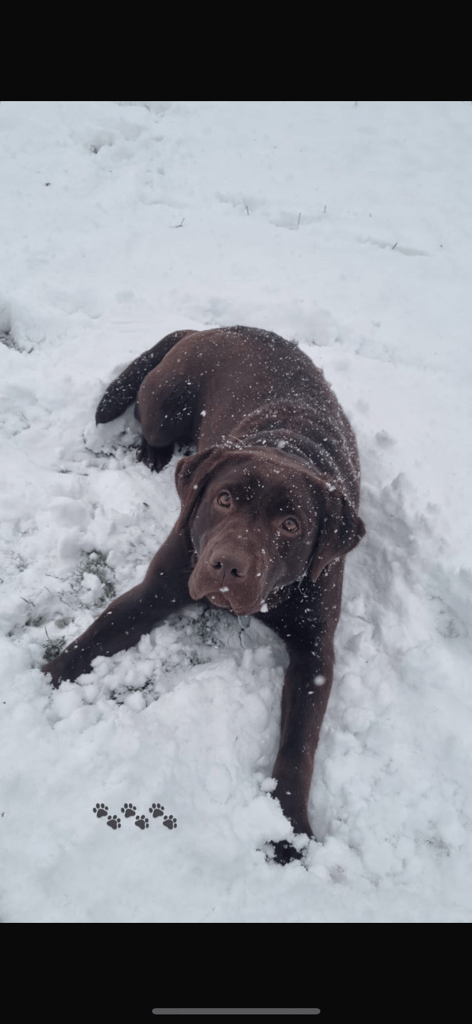 Chocolate Lab/Collie cross pups