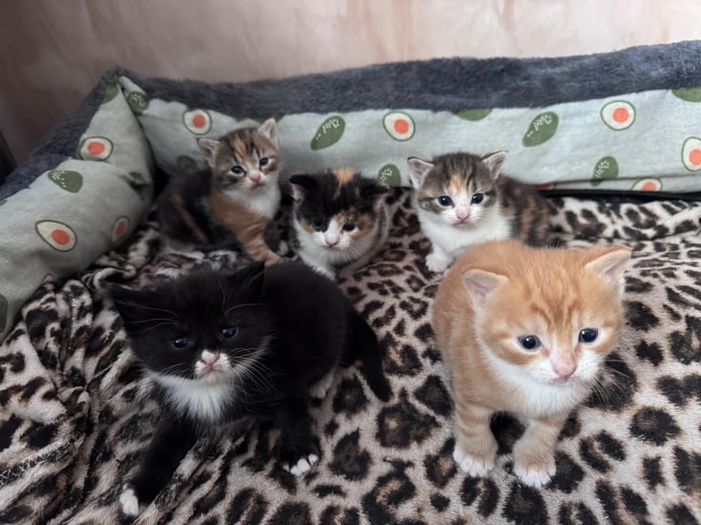 Beautiful kittens for sales 