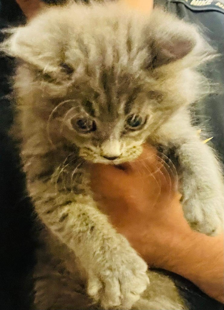 Stunning litter of British long hair blues  kittens  ready to go