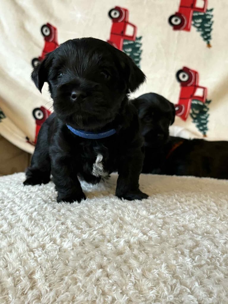 Yorkiepoo puppy’s for sale, Yorkshire terrier / poodle 