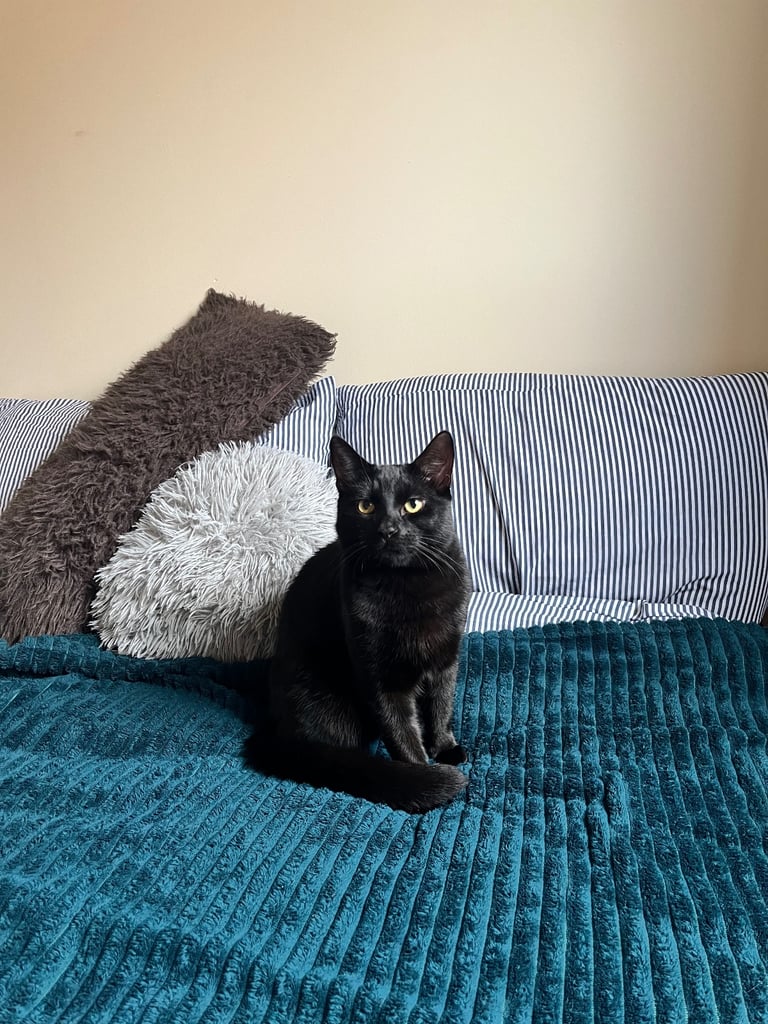 Male Kitten for Sale 9 months