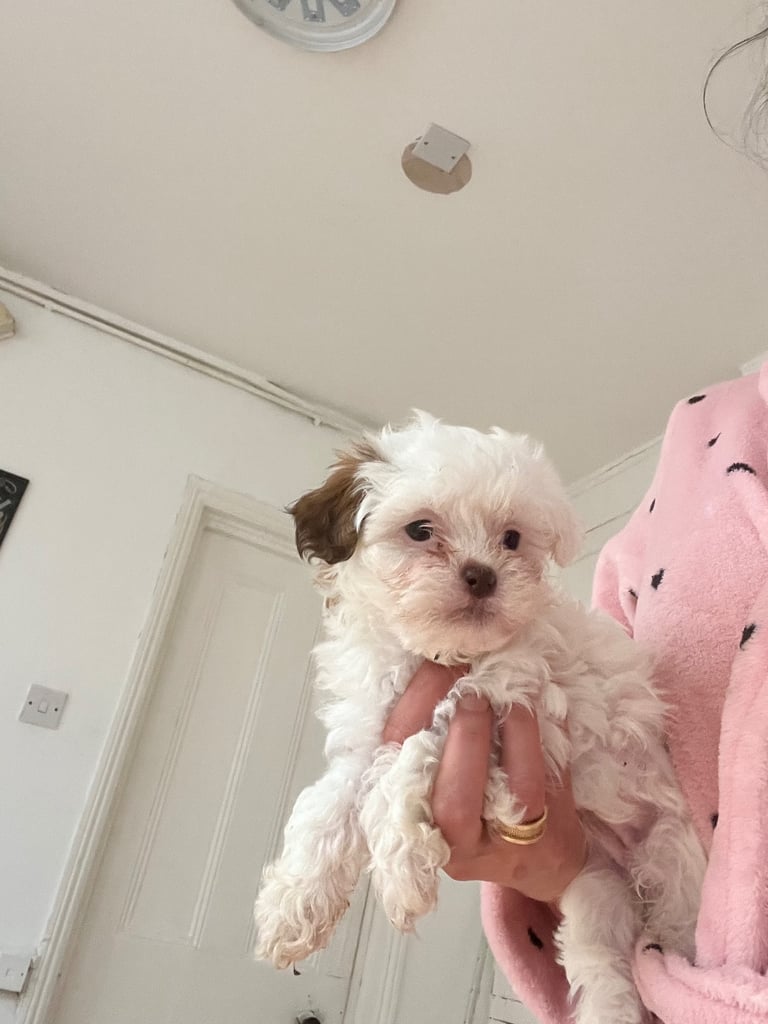 Maltese