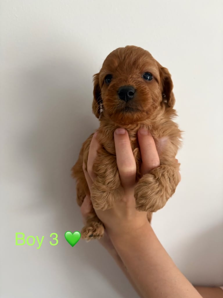 Toy f1b cavapoo puppies 