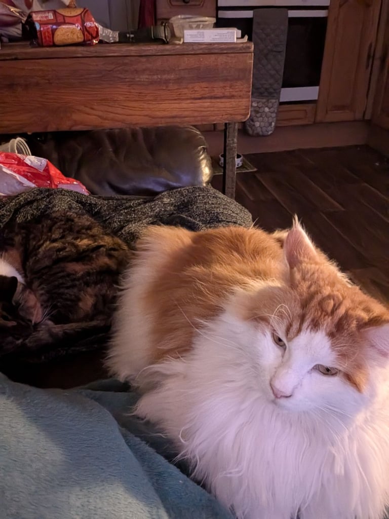 Maine Coon female cat