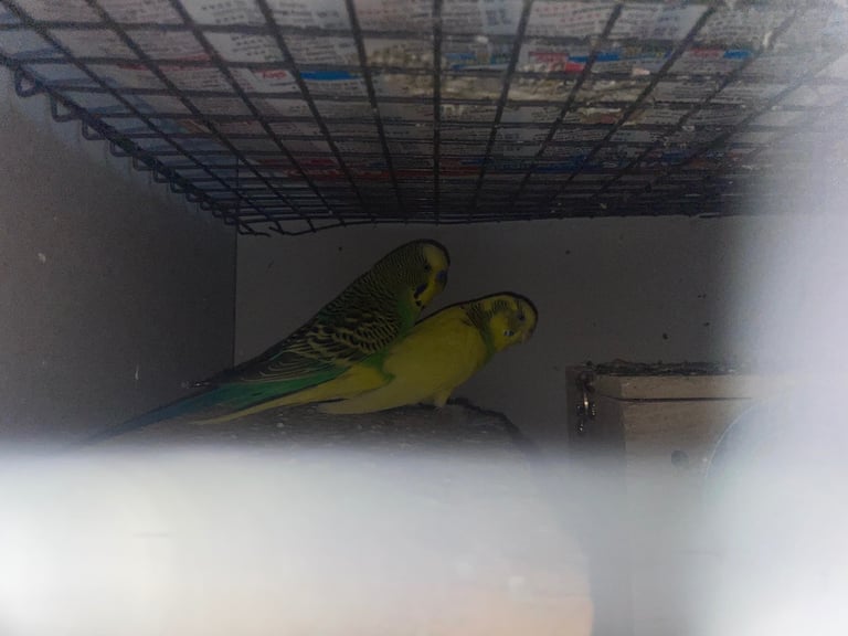 image for Budgies