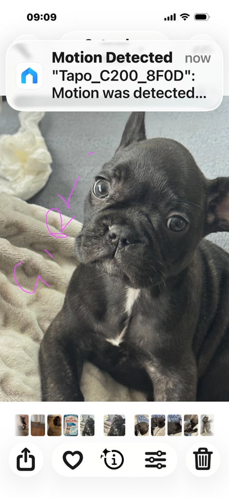  French bulldogs 
