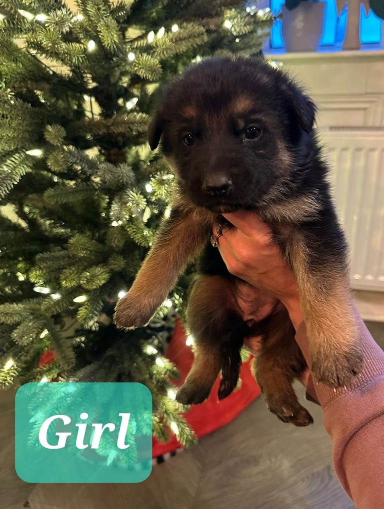 image for Pedigree registered German shepherd puppies