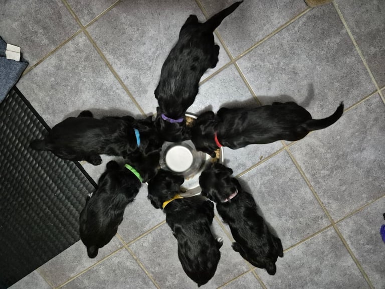 Poodle cross puppies for sale