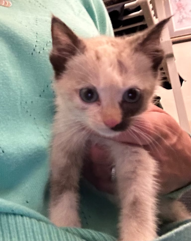 image for Gorgeous kittens