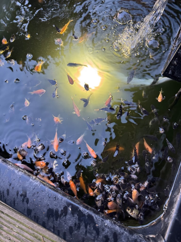 Baby Koi fish 