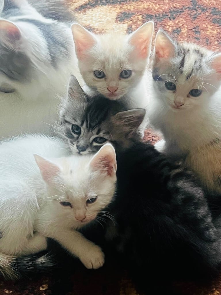 Kittens Cute Persian Mix Friendly cat