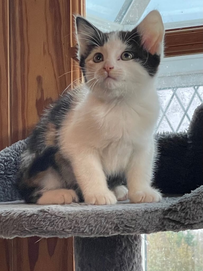 Kittens for sale
