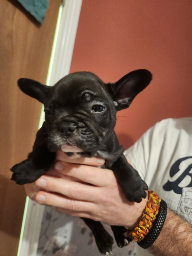 French Bulldog Puppies
