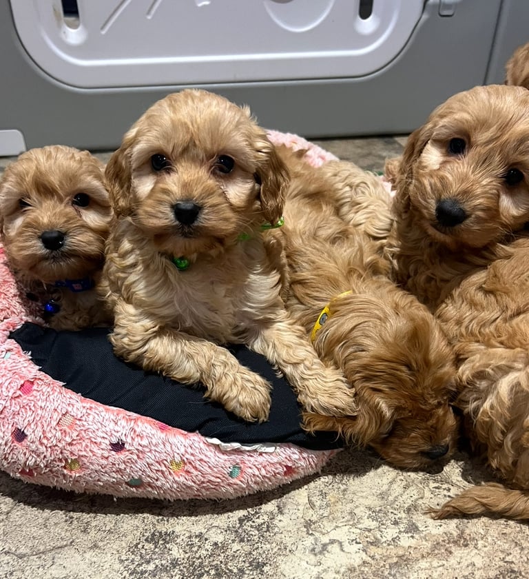 Cockapoo Puppies