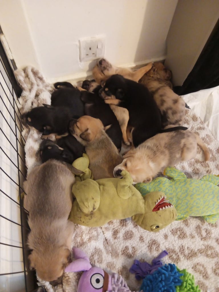 image for Pug x Collie (Pugollie) Puppies Looking For Forever Homes