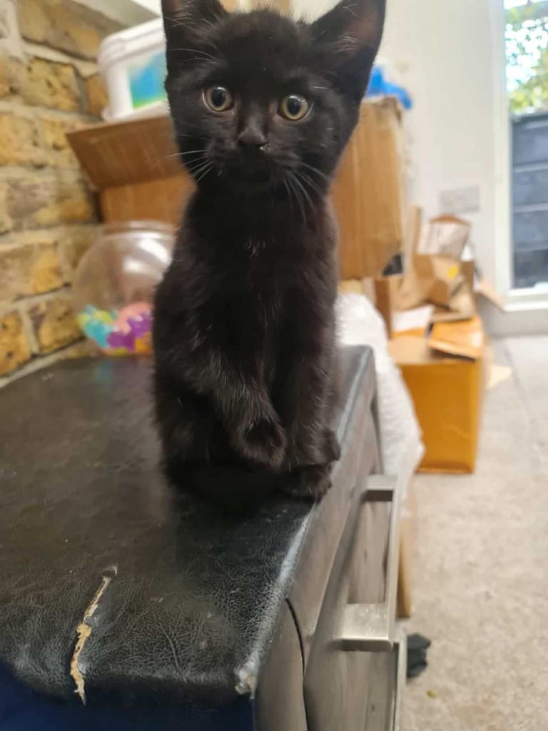 2 months old kittens