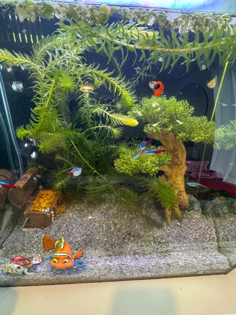 Guppy fry for sale 