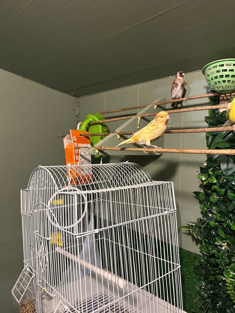 Birds 