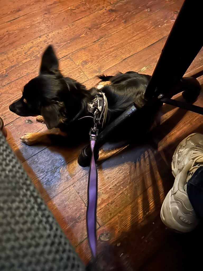 Miniature pinscher male