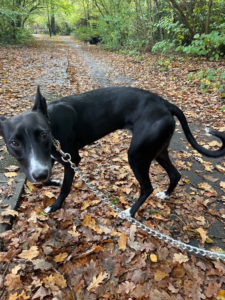 Lurcher/saluki pup