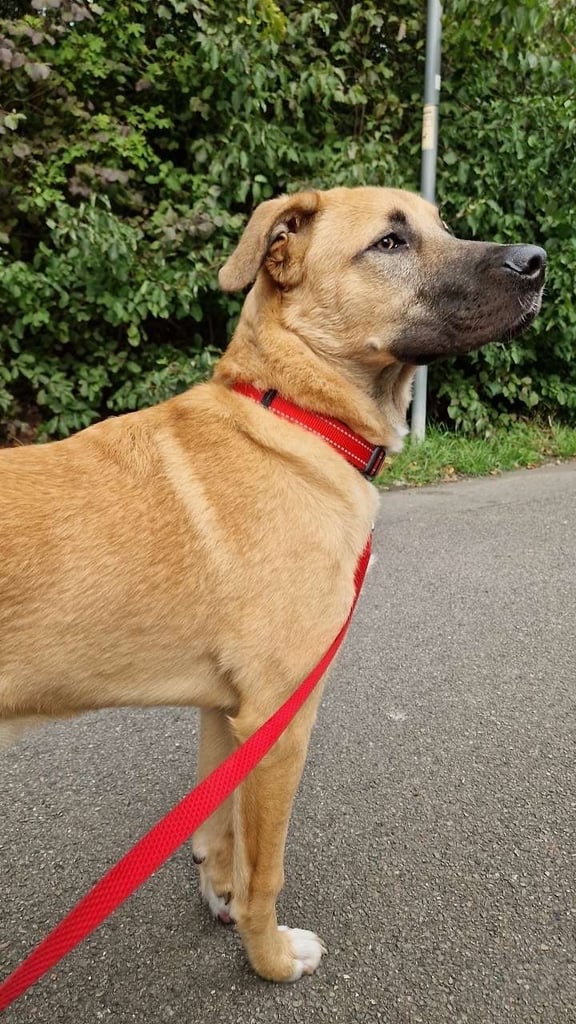 image for Urgent rehoming
