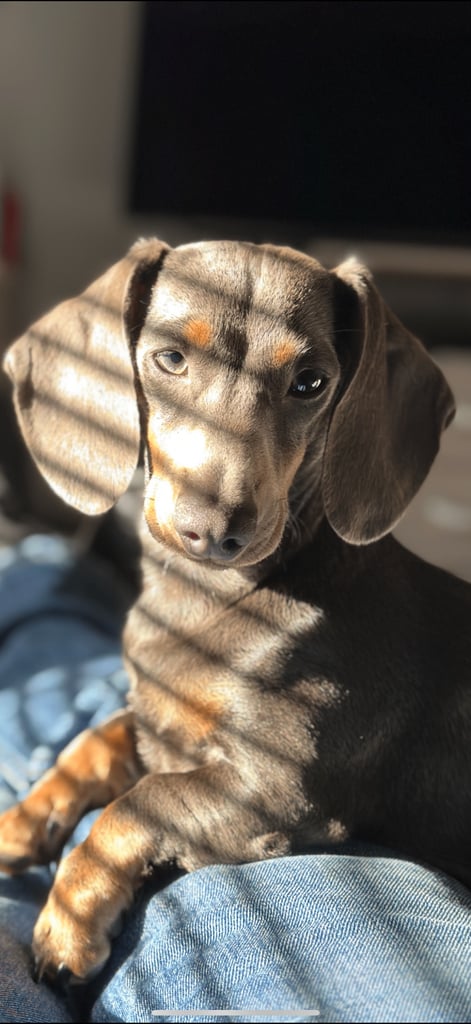 Gorgeous Blue & Tan Female Dachshund – 3 Years Old