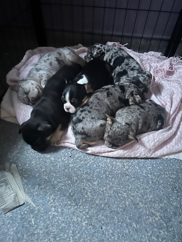 image for Frenchie/pocket bully puppies 