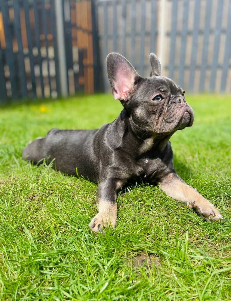 French Bulldog