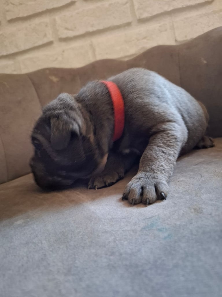 **REDUCED** 2 left Pure Cane Corso puppies (Blue) 2 females left 