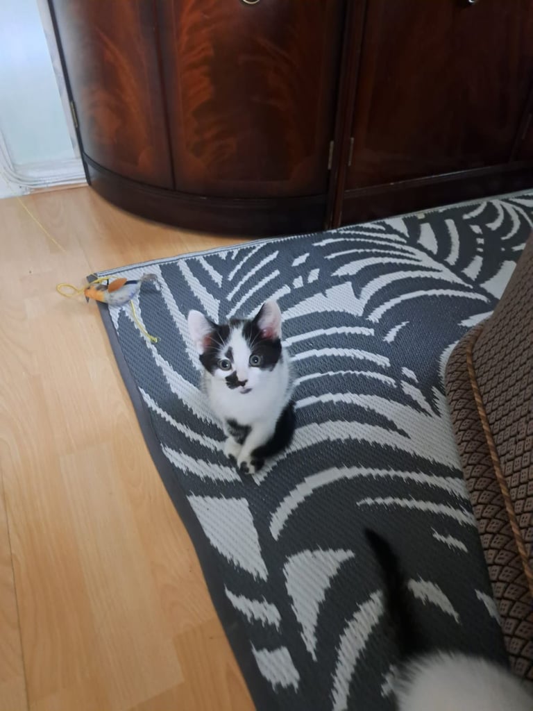 Kittens 