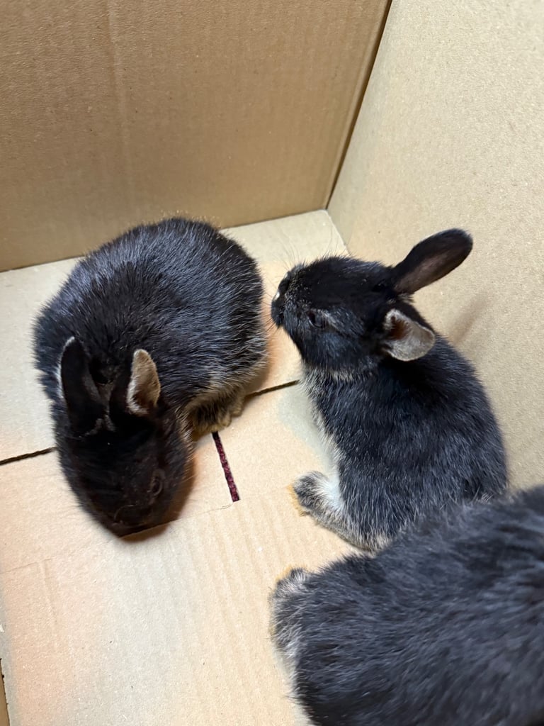 Min lop 