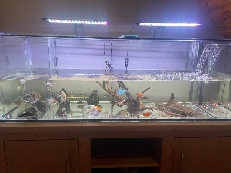Large Fish Tank & Stand – Complete Setup (with Fish)