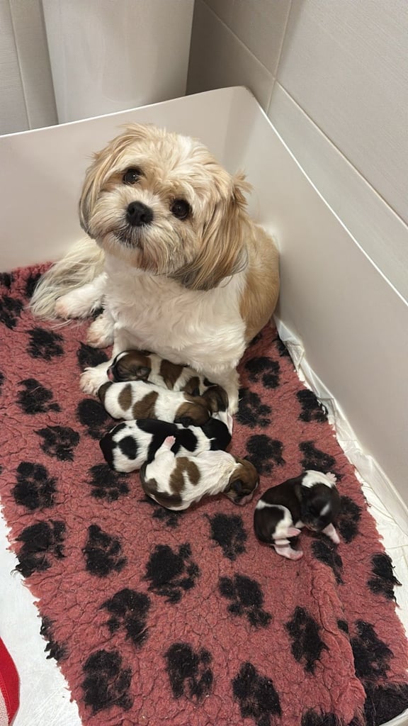 image for Lhasa apso puppies for sale 