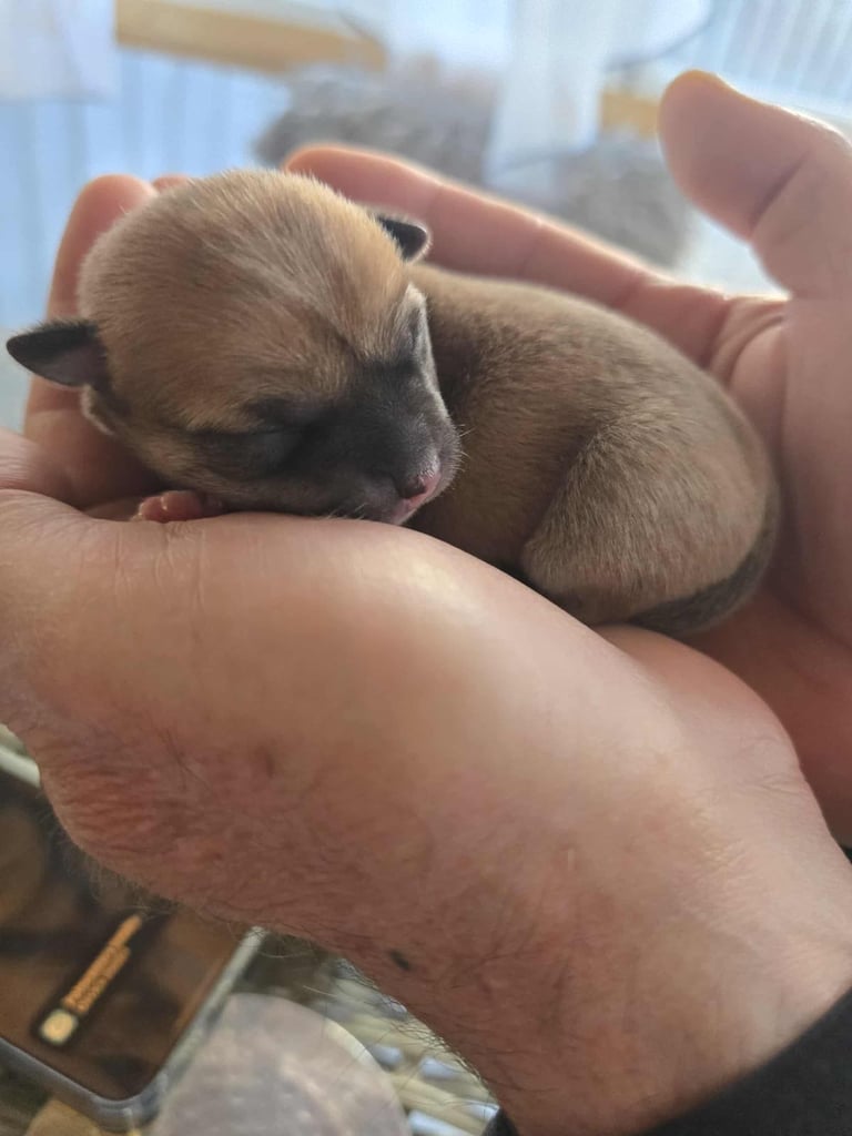 image for I am selling a 5 week old mini ciuava
