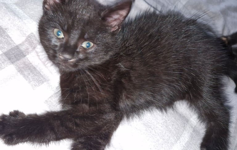 Kittens