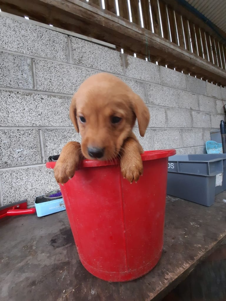 KC registered Fox red labrador pups 