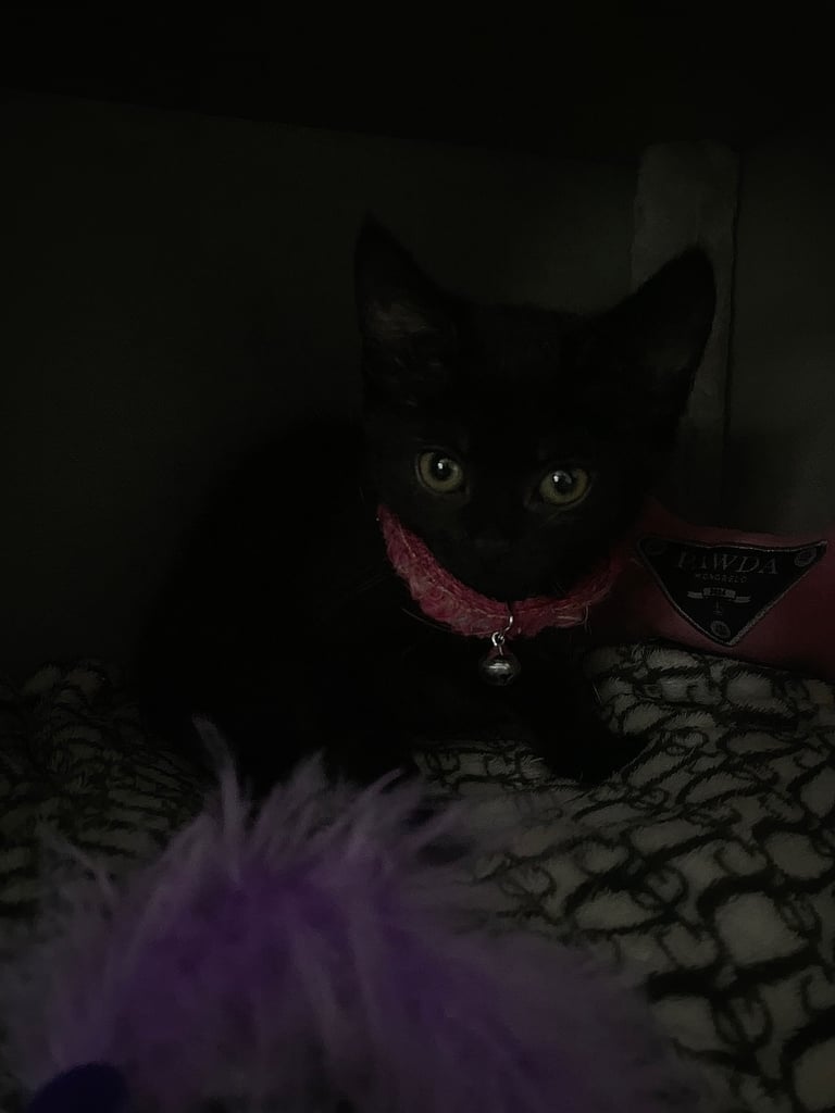 Beautiful Kittens for sale 