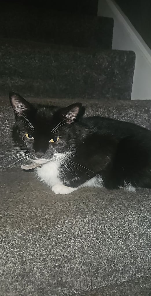Female cat 2.5 years old free
