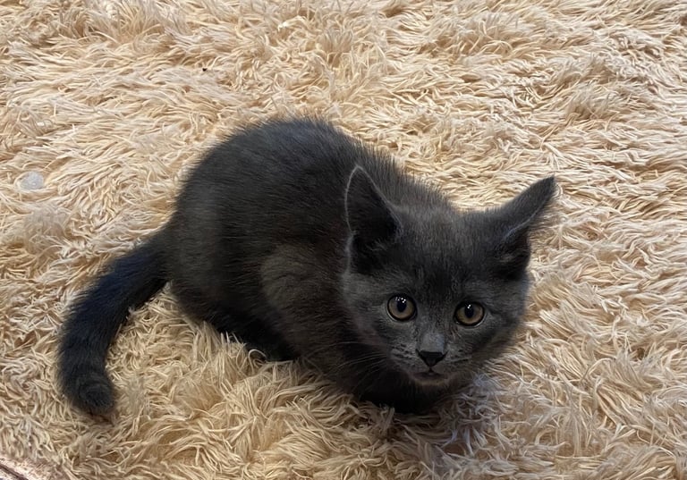 KITTENS 3 GIRLS READY NOW!!