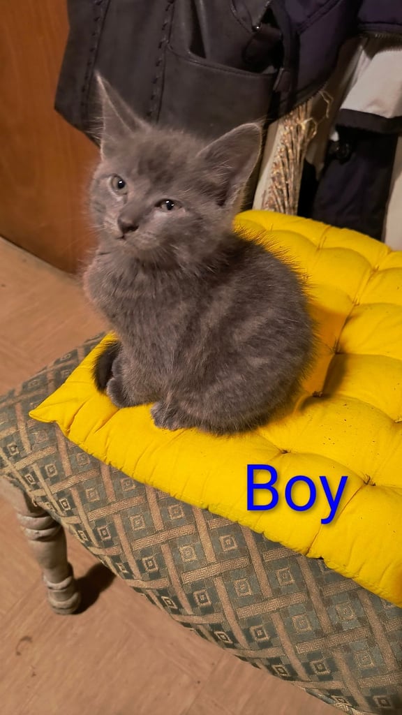 Catss kittens