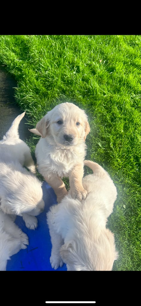 Golden retriever puppies 