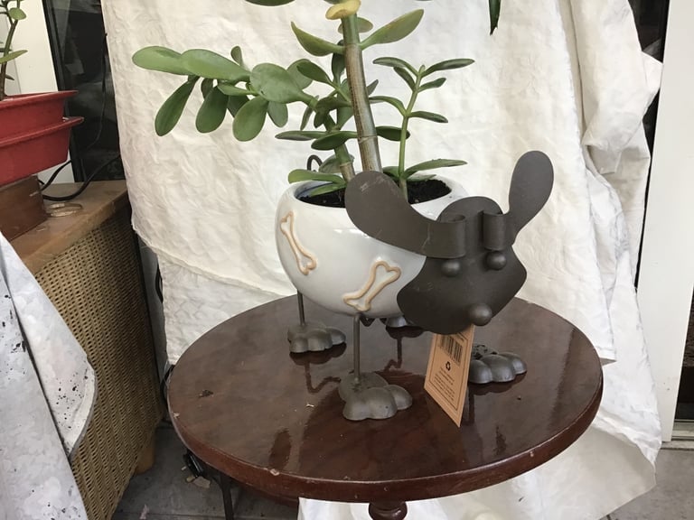 image for Money plant